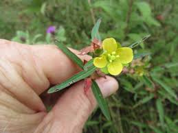 Image result for Onagraceae