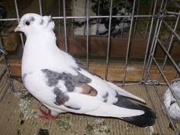 Hochflieger Tauben Pigeon Breeds Beautiful Birds Pigeon