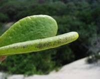 Image result for Eugenia capensis
