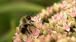 3 may 2021 by anupriya narsaria. Canadian Wildlife Federation Bees And Other Pollinators