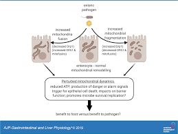 Autotrophs use energy from sunlight to make sugar (glocose) cellular respiration uses the glucose and converts it into atp, which cells use for energy. Perturbed Mitochondrial Dynamics An Emerging Aspect Of Epithelial Microbe Interactions American Journal Of Physiology Gastrointestinal And Liver Physiology