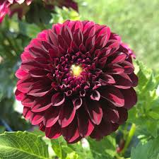 Image result for Dahlia