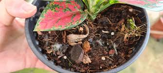 Image result for Siphonochilus rhodesicus