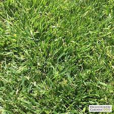 Low Work And Water Dwarf Fescue Grass Seed Fescue Grass Seed Fescue Grass Grass Seed