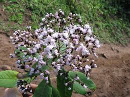 Image result for Vernonia amygdalina