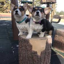It might be a funny scene, movie quote, animation, meme or a mashup of. Penelope And Ava Coloradocorgis Instagram Photos And Videos Cute Animals Corgi Photo