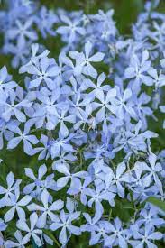 How To Grow And Care For Creeping Phlox Gardener S Path Creeping Phlox Phlox Flowers Flowering Ground Cover Perennials