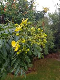 Image result for Senna petersiana