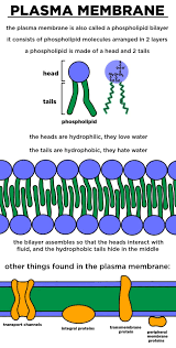 Structure Of Plasma Membrane Transport Homeostasis Expii