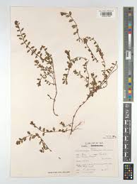 Image result for Laurembergia repens