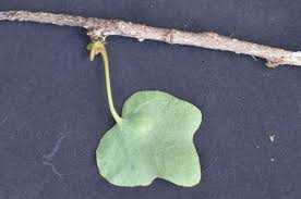 Image result for Sterculia rogersii