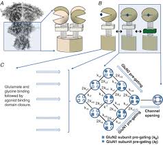 Nmda receptor explaining their mode of action. A Structurally Derived Model Of Subunit Dependent Nmda Receptor Function Gibb 2018 The Journal Of Physiology Wiley Online Library
