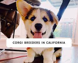 Pembroke welsh corgi puppies avaliable now. Corgi Breeders In California Top 7 2021 We Love Doodles