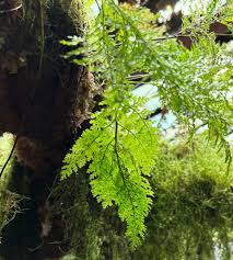 Image result for Vandenboschia