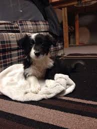 0030 6979 98 66 30 adress. About Us Leapofaith Border Collies
