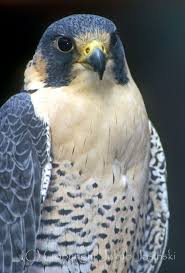 animaux oiseaux de proie oiseaux