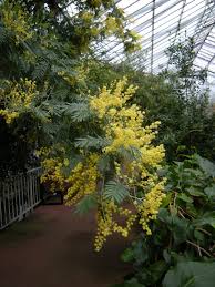 Image result for Acacia dealbata