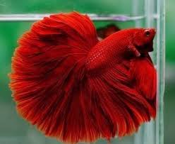 Think your betta fish has fin or tail rot? Full Red Betta Fighter Siamese Fighting Fish à¤¬ à¤Ÿ à¤Ÿ à¤« à¤¶ Red Sea Aquarium Thrissur Id 22457374973