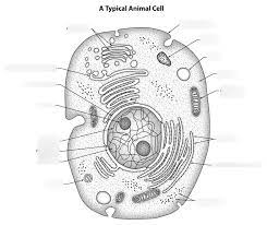 The lower wing has similar cells, going out radially from the middle: Animal Cell Diagram Quizlet