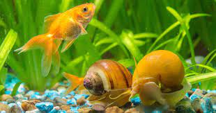 How do i get snails in my aquarium? Aquarium Snails Complete Guide Types Care Breeding