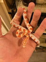 Candy Cane Corn Snake Het Amel Pet Snake Corn Snake Snake