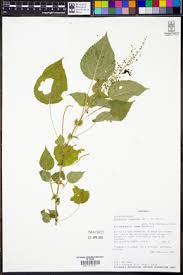 Image result for Acalypha racemosa