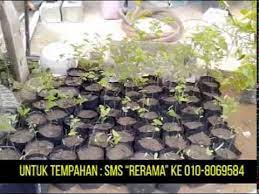 Mariposa christia vespertillonis asal : Daun Rerama Daun Rama Rama Penyembuh Kanser Youtube