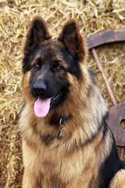 Everybody knows what the german shepherd dog breed looks like. Read Message Wi Rr Com German Shepherd Dogs Shepherd Dog German Shepherd Puppies