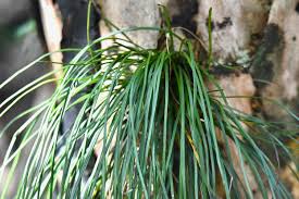 Image result for Vittaria