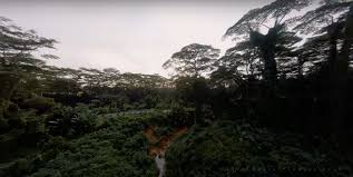 Apr 24, 2021 · 2) clementi forest on the left, there isn't a lot of shade and can get quite hot in the afternoon — this was taken at 7am, while the plants are still dewy and the air is the freshest! Do We Need More Housing In S Pore Netizens Against Govt S Move To Classify Clementi Forest As Residential Plot The Online Citizen Asia
