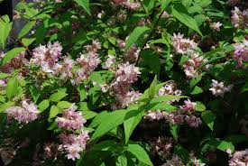 Image result for Deutzia hybrida Pink Pompon