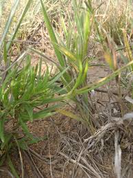 Image result for Oldenlandia hockii