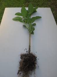 Image result for Vernonia amygdalina