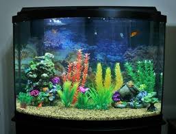 We did not find results for: Top Fin Coral Plant Rocky Aquarium Ornament Fish Ornaments Petsmart