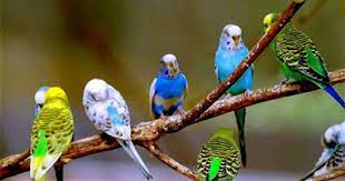Maybe you would like to learn more about one of these? Best Binoculars For Bird Watching Australia Nz Procular