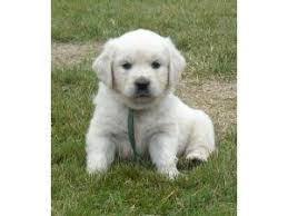 Aside from building great memories, having an english cream golden retriever puppy provides emotional development and physical health for kids. Golden Retriever Puppies In Washington