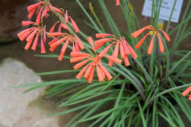 Image result for Cyrtanthus rhodesianus