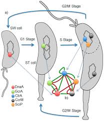 Looking for online definition of g1 stage in the medical dictionary? Plos One Dynamical Modeling Of The Cell Cycle And Cell Fate Emergence In Caulobacter Crescentus