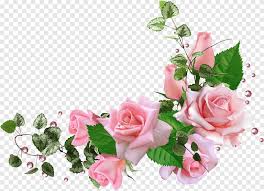 Risultati immagini per fiori di ciliegio disegni fiori di ciliegio fiori ciliegie. Rose Da Giardino Rose Centifolia Bouquet Di Fiori Disegno Floreale Fiore Fiore Artificiale Rose Centifolia Png Pngegg