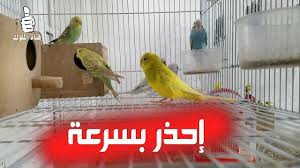 اخطاء فادحة ظهرت في تربية طيور البادجي في جماعات احذر منها باسرع وقت budgies parrot
