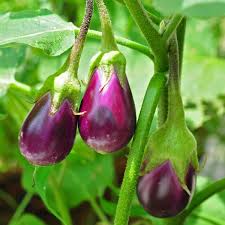 Image result for Solanum sp. A