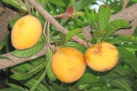 The fruits generally mature from november or. Pouteria Campechiana Safarine Tours