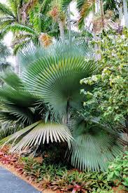 Image result for Copaifera baumiana