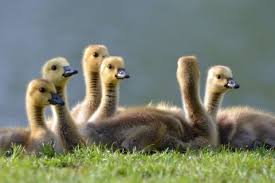 Wat hebben deze dieren met elkaar gemeen? Schattige Dieren Tekeningen Leuke Kleurplaten