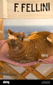 A Ginger Cat Sitting On The Chair Of The Reknowned Italian Film Director Federico Fellini Who Made La Dolce Vita Stock Photo Alamy