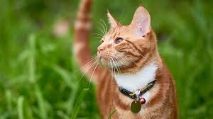 ‪Are outdoor cats happier? | Animal Humane Society‬‏