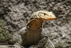 We did not find results for: Kode Alam Togel Binatang Biawak