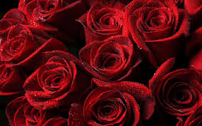 We present you our collection of desktop wallpaper theme: Rose Laptop Wallpapers 4k Hd Rose Laptop Backgrounds On Wallpaperbat