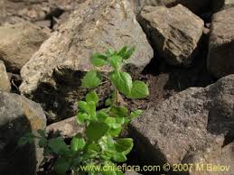 Image result for Parietaria debilis