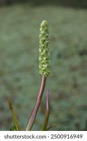 Image result for Potamogetonaceae